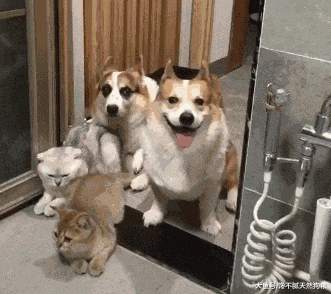 最新研究表明：养狗狗的人更幸福，坏情绪全没了