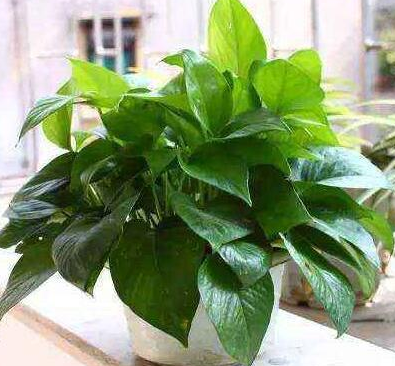 甲醛除不到位，引发各种健康问题的出现，建议快来试试这几招