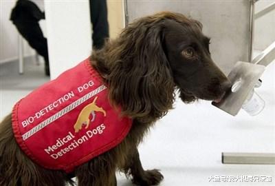 肥胖会缩短狗的寿命吗？这个调查告诉你