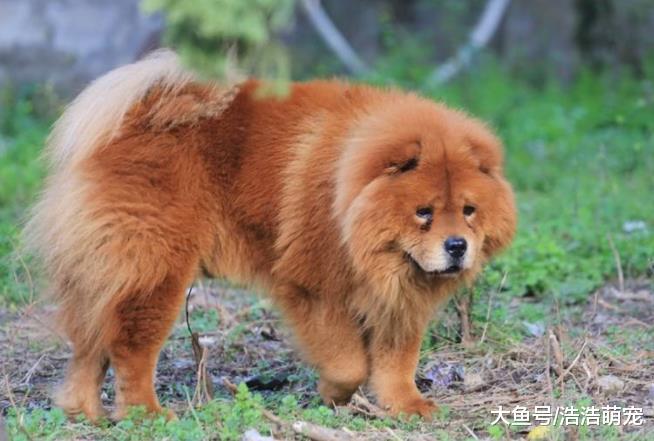 ?养这5种狗之前，一定要考虑清楚，因为它们的开销太大了