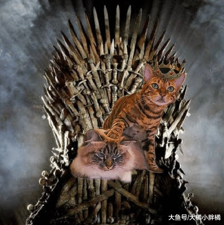 猫咪在家热得团团转，铲屎官轻松帮它降暑，冰镇西瓜还能这样用？