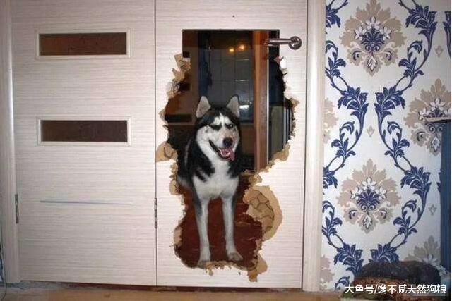 有这些表现的狗狗，你就要注意了，它可能“背叛”你了！