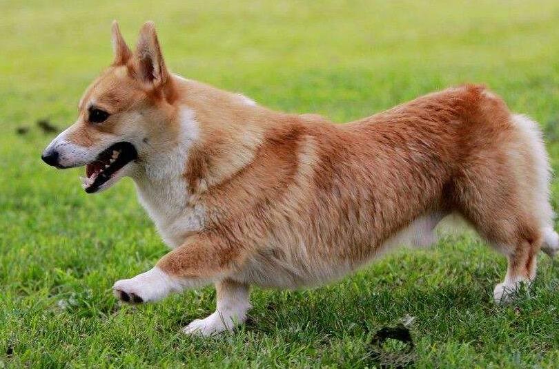 解读“卡迪根威尔士柯基犬”，短腿的它却是名副其实的放牧犬