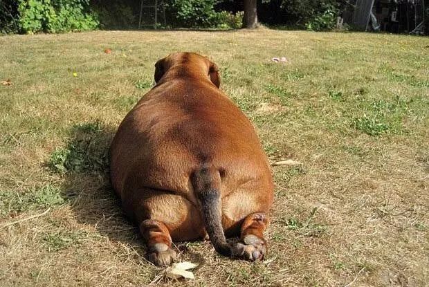 丹麦科学家研究表明：胖胖的铲屎官更容易养出胖胖的狗