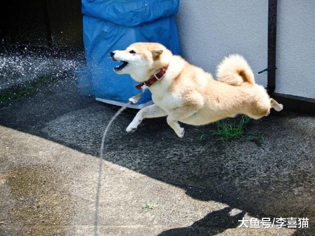 铲屎官不可盲目为爱犬洗澡，这五种情况下，洗浴将危害狗狗健康