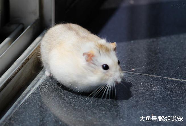 养宠物，除了狗狗和猫咪还有什么选择？这些也不会让你失望