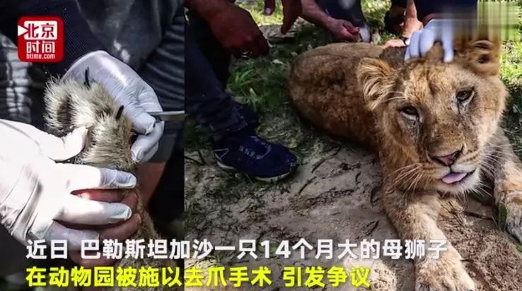 禁止除猫爪手术法案正式生效！给猫去爪究竟有多残忍？剁手试试