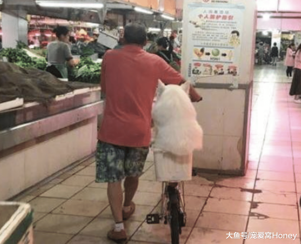 世上只有爺爺好，有爺爺疼的薩摩是塊寶！