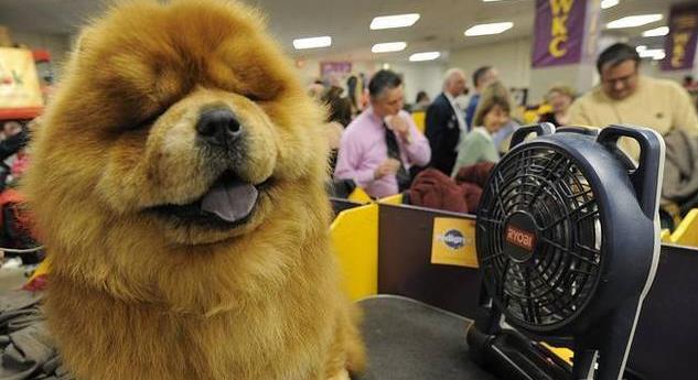 为什么松狮犬越来越不受欢迎？网友：它这些缺点让我难以忍受