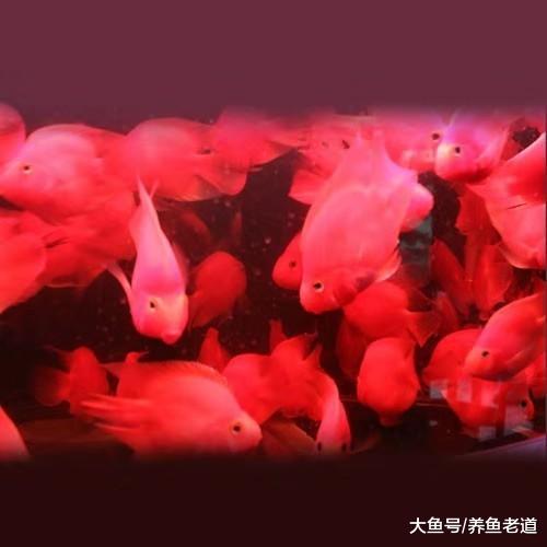 水温水质都达到了鹦鹉鱼的要求，它就是不红，原因在哪里怎么办？