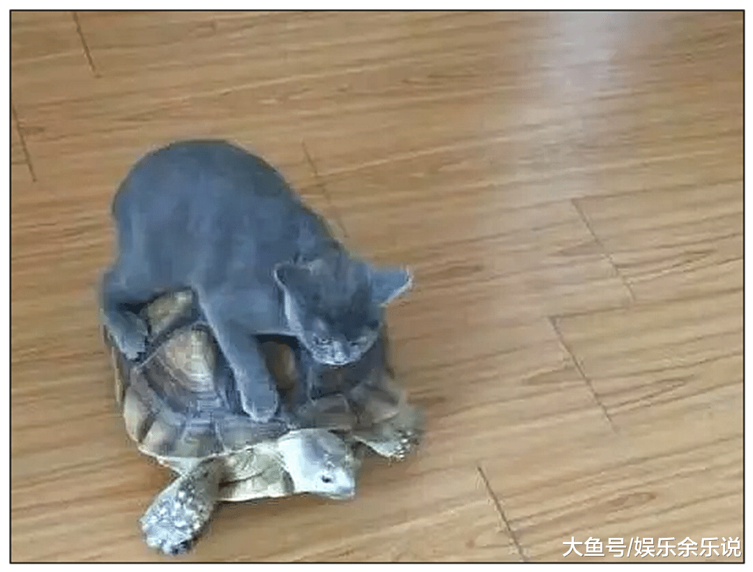 女子觉得蓝猫太孤单，买了只乌龟给它作伴，一个月后乌龟抑郁了