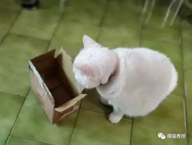 谁说的头过身体就能过？这些猫被骗得好惨！
