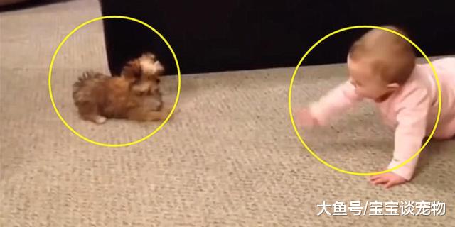 小狗狗第一次看到小主人，他俩趴地上这样交流，全家都快笑喷了