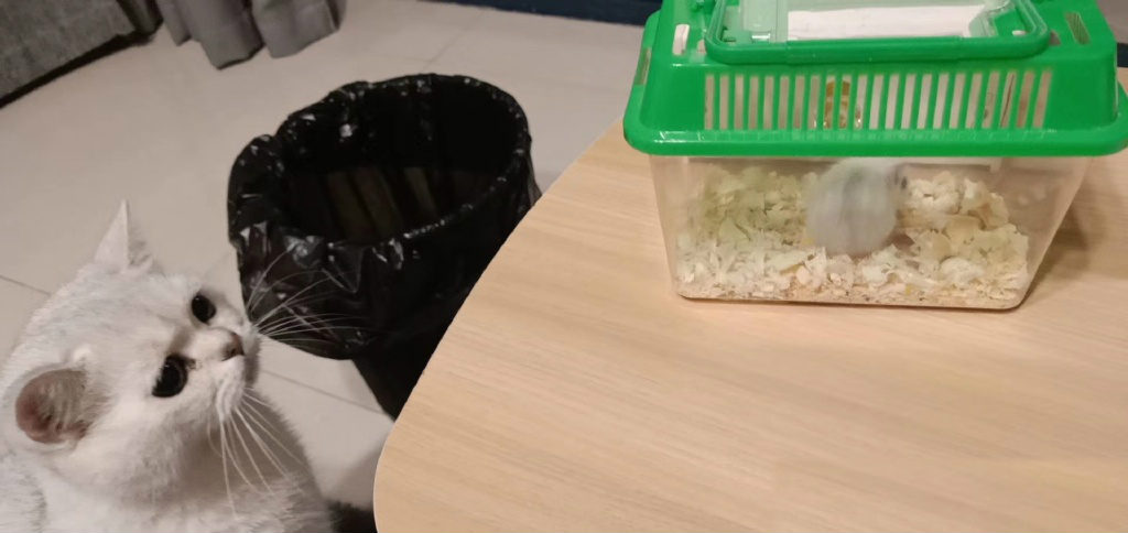 馋猫想对仓鼠下手，主人在线求助：怎么让喵明白这不是食物！
