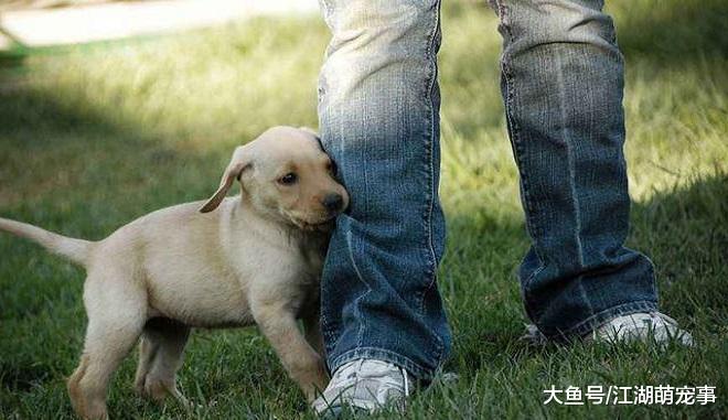 狗狗舔你就是喜欢你吗？其实你真的想多了