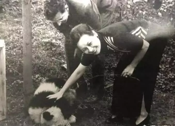 熊猫在抗日时期是什么处境？