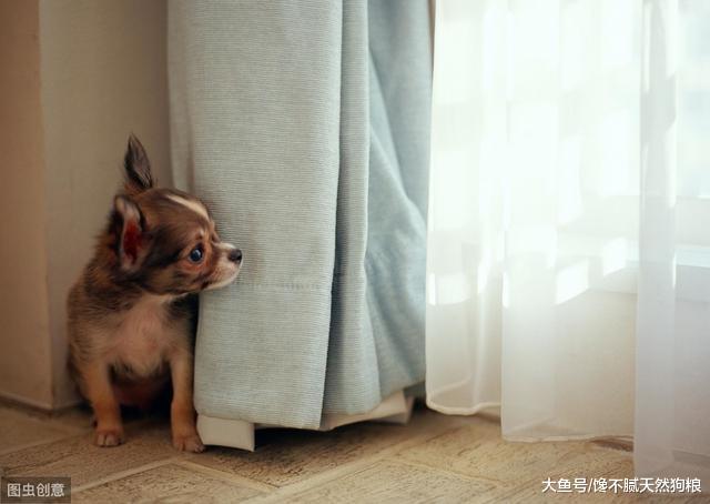 狗狗最爱做的5个“恶作剧”，养狗的人都不陌生，你家的会做吗？