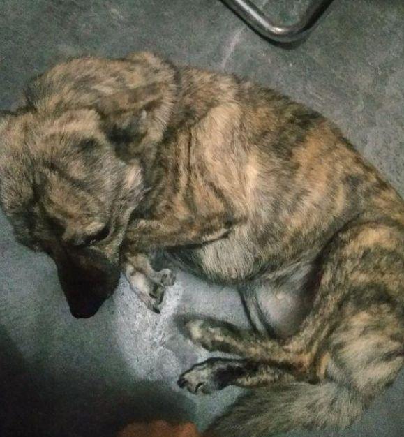 路边流浪狗冻坏了跟着我回家蹭暖气, 网友看到照片: 出2万卖给我