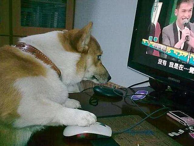 你所不知道的狗狗智商，铲屎官可通过四个方面来测试爱犬智力