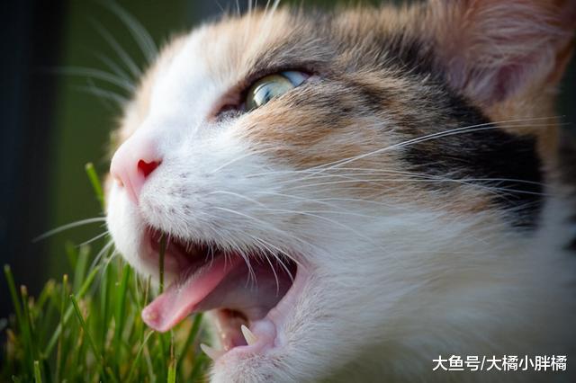 猫咪得了口腔炎不用怕，2种有效治疗方法，别忘了给猫咪改善伙食