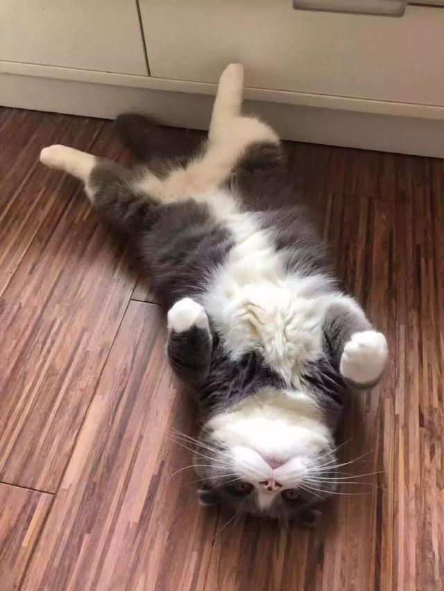 广东地区的小猫咪在夏日40度高温下，究竟过着怎么样的生活？