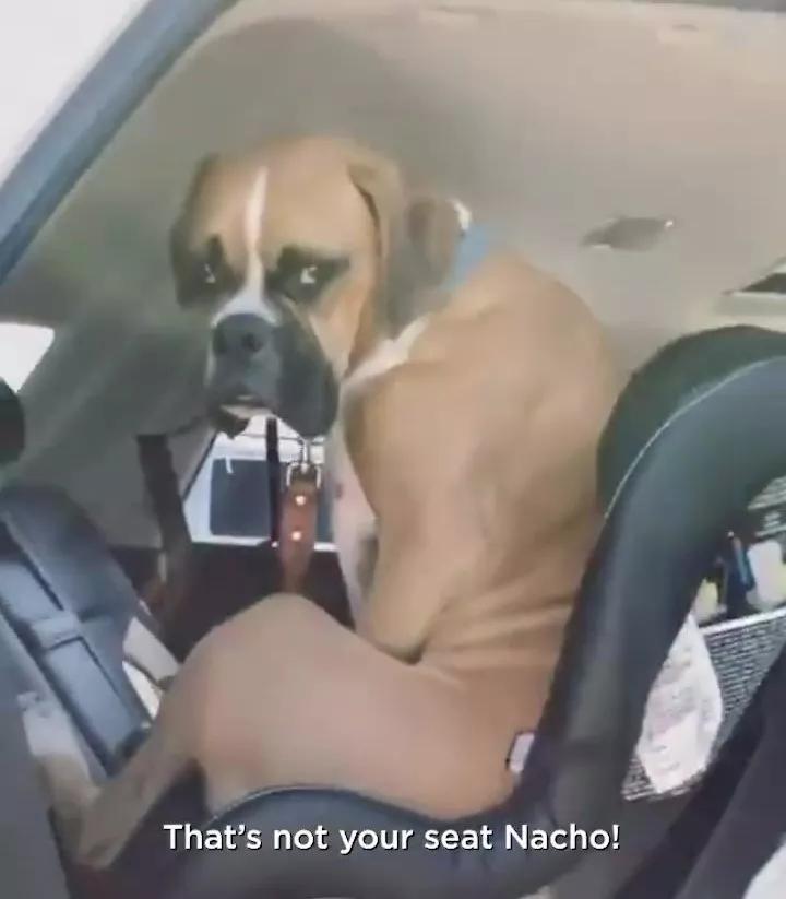 起来这不是你的位置！狗狗：你看我的眼神？