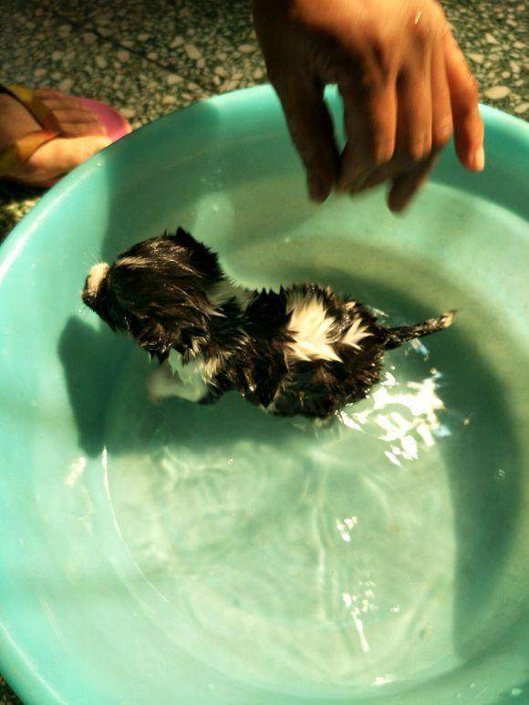 在下水道捡回一只小猫咪，清洗过后表示捡到宝了