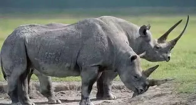 陆地最凶猛的十大动物！老虎仅第三 第一名毫无争议！