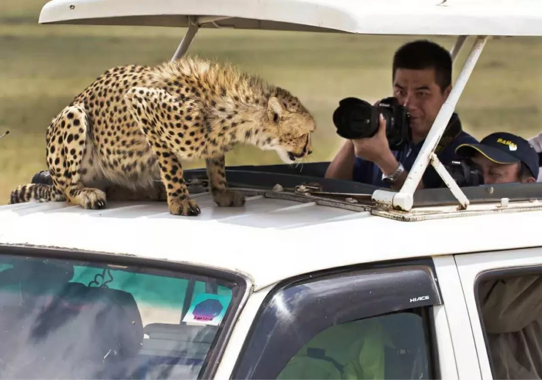 遇肯尼亚（三）难以描述的神奇