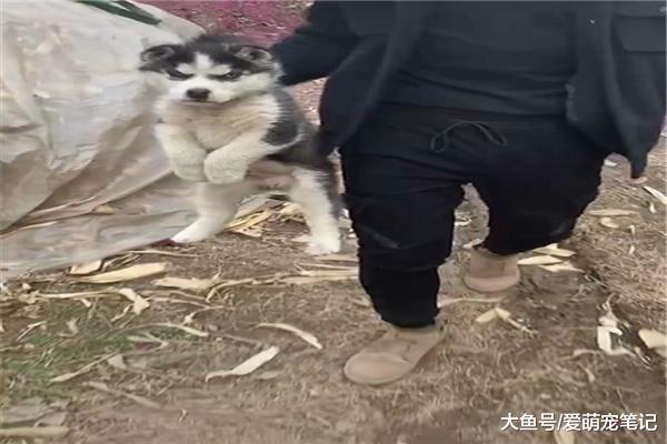 哈士奇偷跑出去玩被主人逮到后，一臉不服氣，網友：這眼神沒誰了