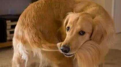 小知识: 汪星人时不时啃自己尾巴? 是因为蠢? 还是因为其他原因?