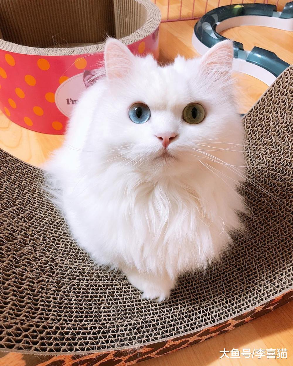 貓咪不是玩具，對于來訪客人的無理要求，鏟屎官很有必要嚴正拒絕