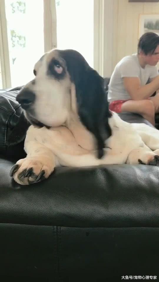 朋友说养了非常厉害的狗，本来还不相信，去他家一看有点没站稳