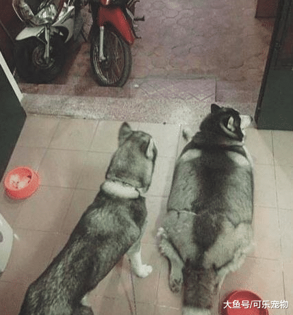 只要把宠物狗送到奶奶家，不出两个月就能喂成猪，奶奶：能吃是福