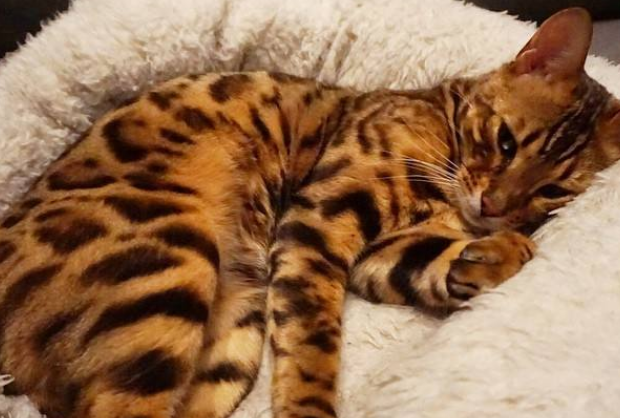 猫咪出去了一趟，回来后生下了一窝奇奇怪怪的小奶猫，邻居说这是豹猫