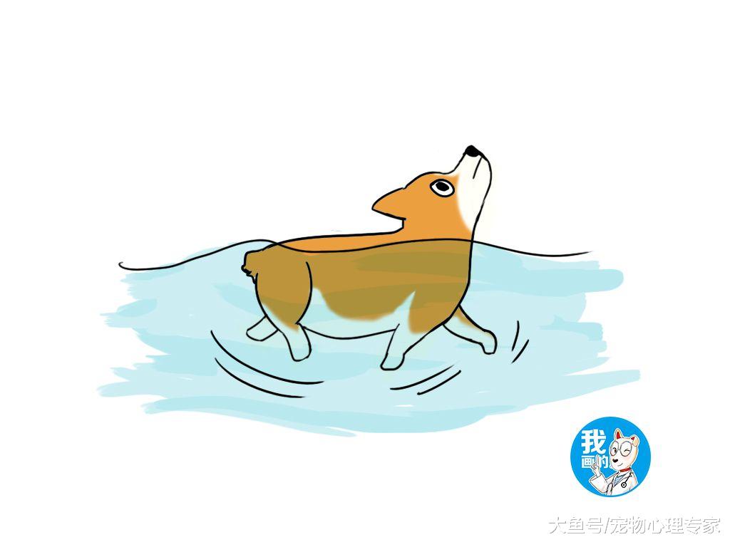 辟谣：夏季带狗狗去游泳是避暑妙招？兽医：有的狗可是不适合下水