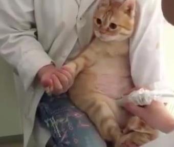 铲屎官带猫咪去做产检, 得知自己怀了, 猫妈的反应亮了
