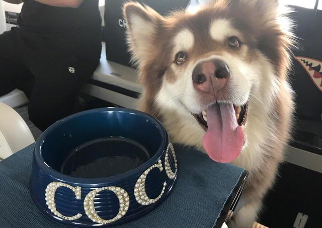 胖狸花超重，铲屎官骚操作带其上飞机后被处罚，网友：胖猫无猫权