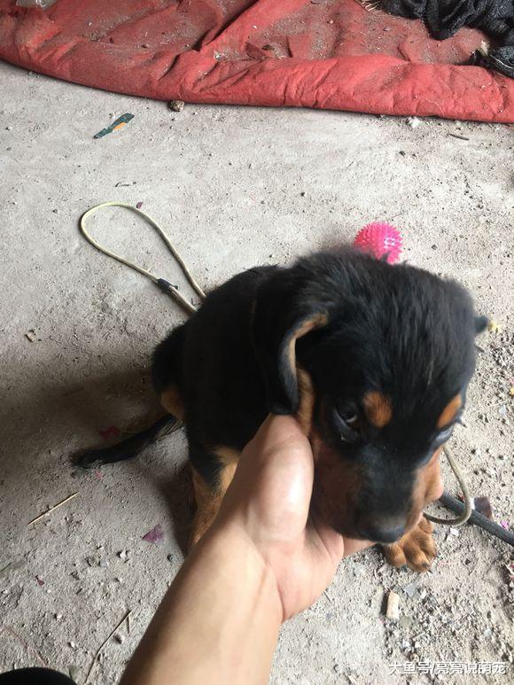 罗威纳被拴在家里，它很不开心，并且还咬主人来发泄