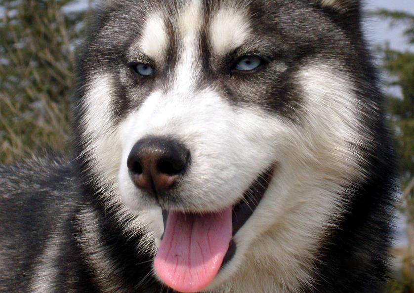 金毛妈生了一窝小金毛, 家里的二哈乐坏了, 训练出了一支拆迁队