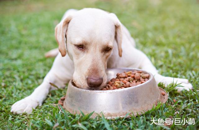 易引起狗狗过敏的7种食物，有些还特别常见，狗主人应小心