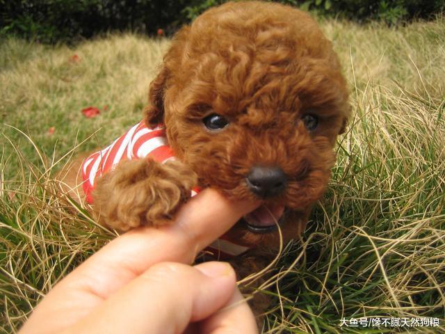 泰迪犬爱舔你“手脚”的5个原因, 不一定是爱你, 可能是生病了