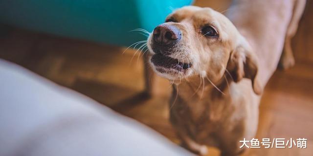 狗狗这是生气了，所以咬我的东西不理人？大多数都只是错觉