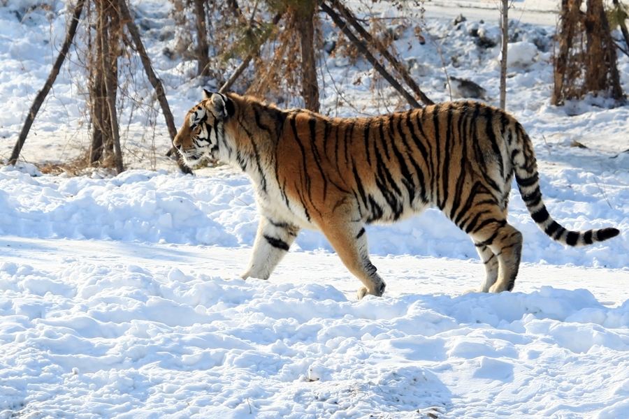 50年代湖南的“百虎围村”是真是假？能率领百虎的虎王存在吗？