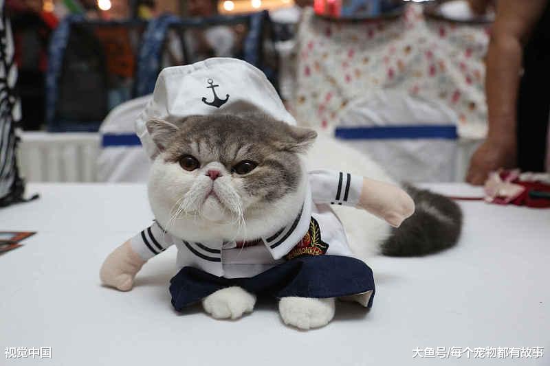 作为铲屎官，你该知道的事，这些注意事项是养猫的基本