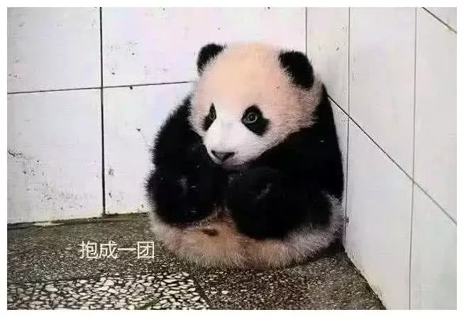 最委屈的熊猫，在线卖萌，惹得全网为它打抱不平
