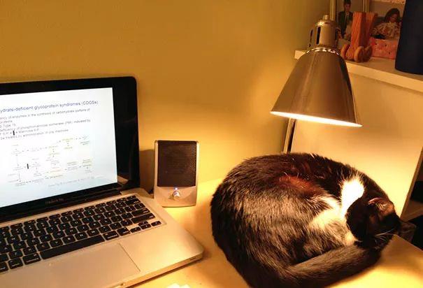 天冷了，喵星人开始寻找温暖