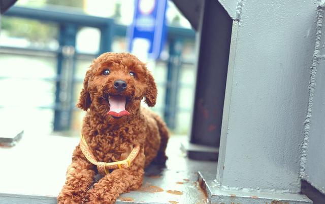 泰迪向你露肚皮是信任你？很多人理解错了，其中隐含这5个意思！