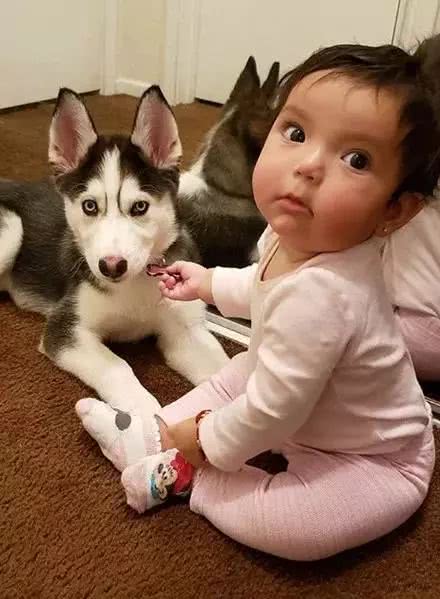 异想天开让哈士奇帮忙带娃，一段时间后，主人崩溃了