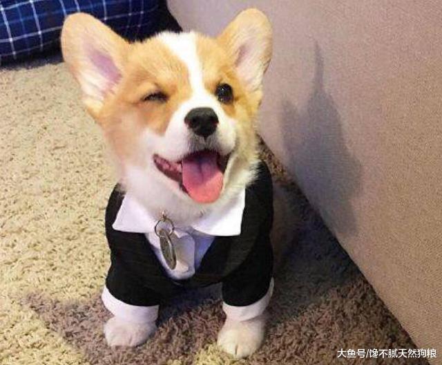 柯基拉稀怎么办？分析原因及找解决办法